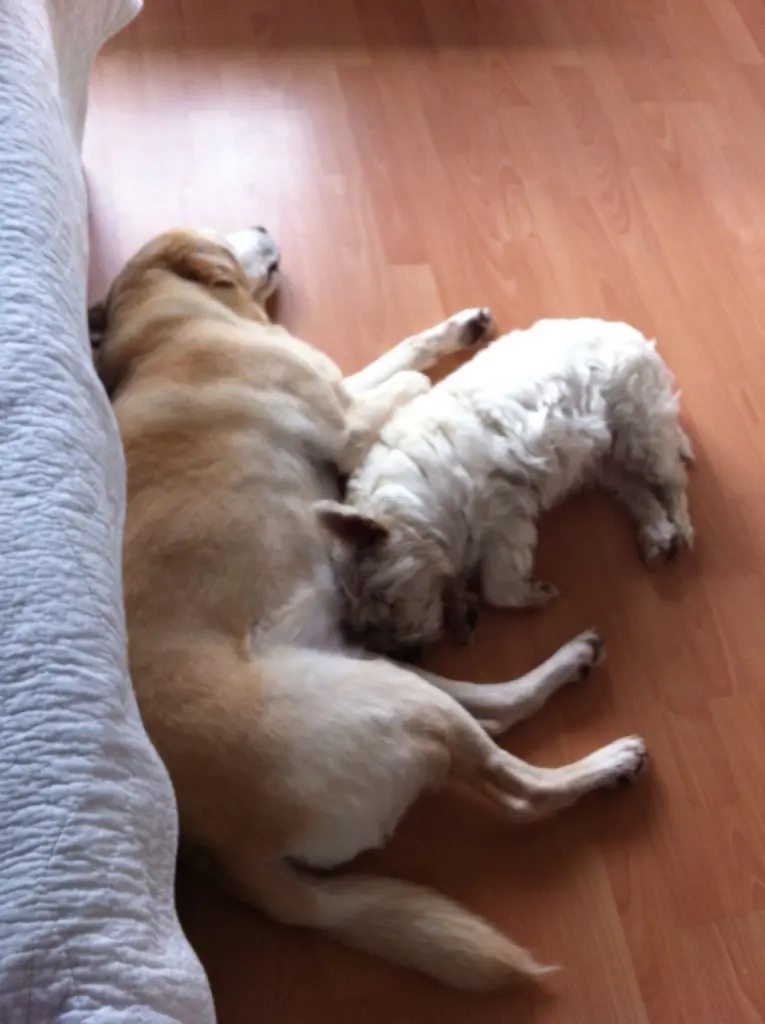 Bild von Indra&Sydney