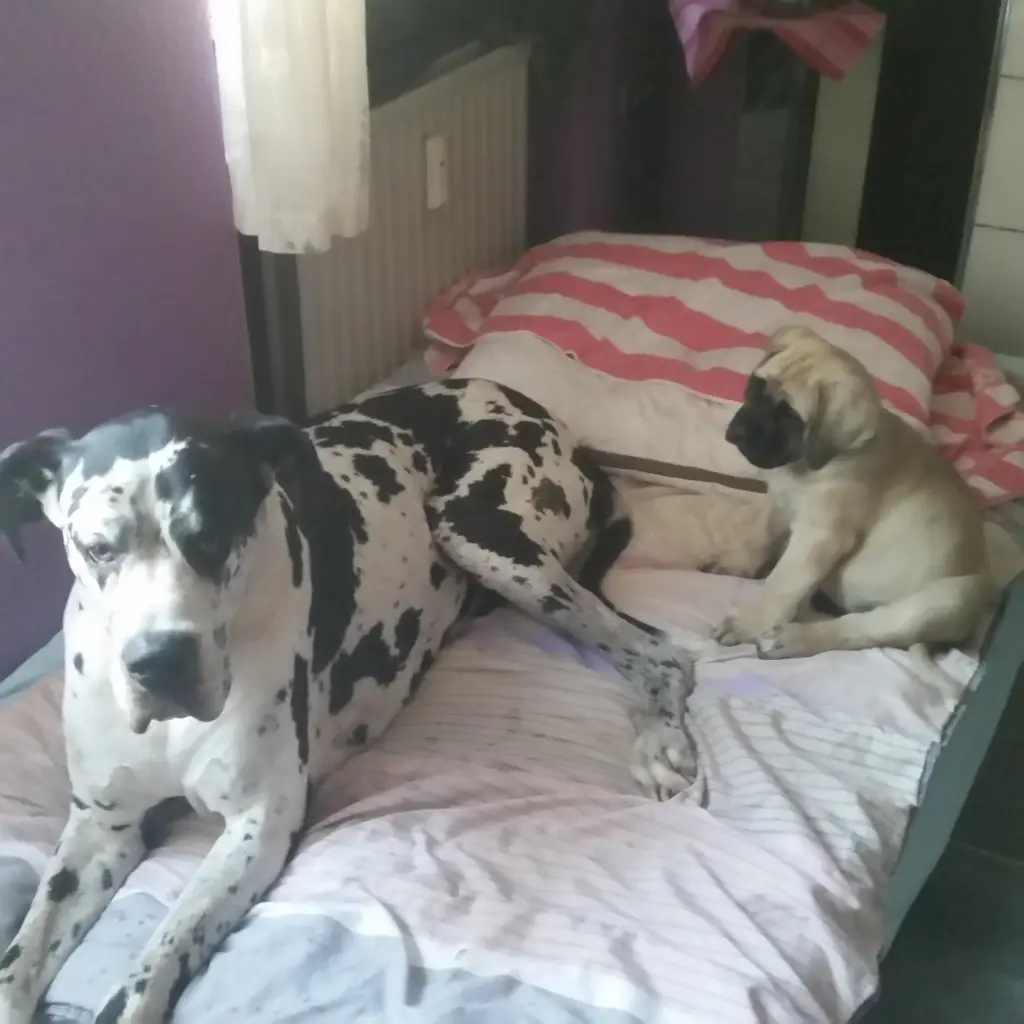 Andachtsbild von Daniela mit Sniper im Herzen