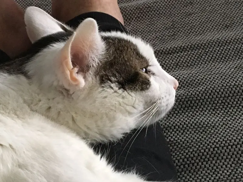 Andachtsbild von Dennis