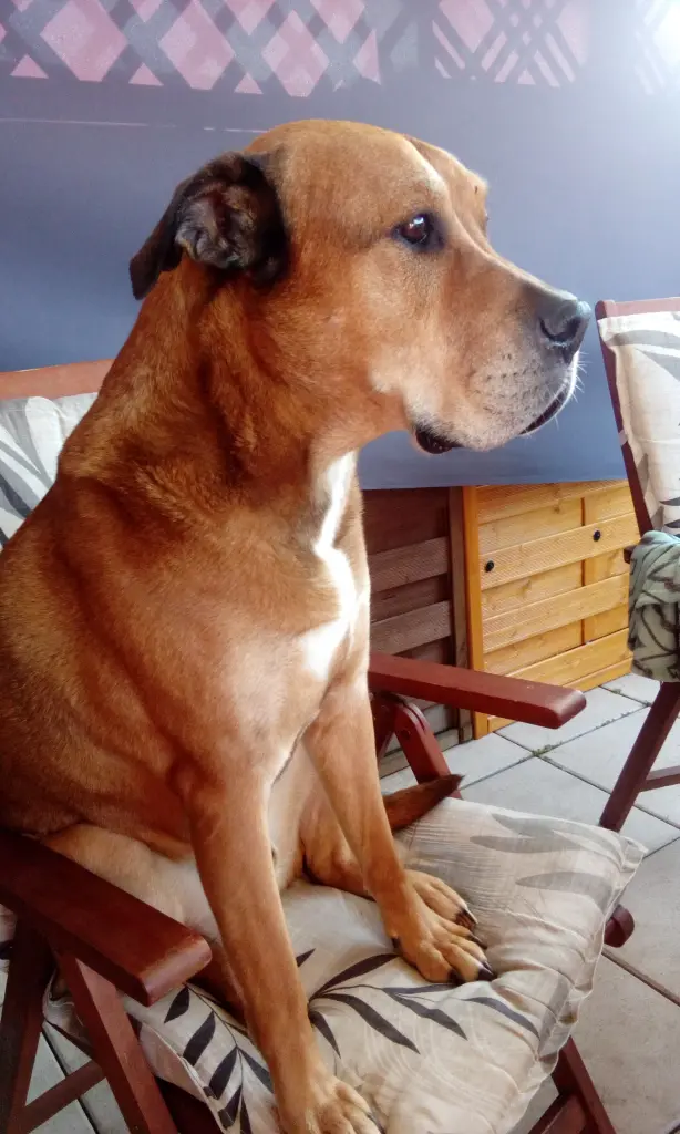 Image from Champ