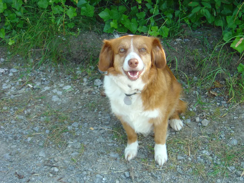 Andachtsbild von Sonja mit Laika