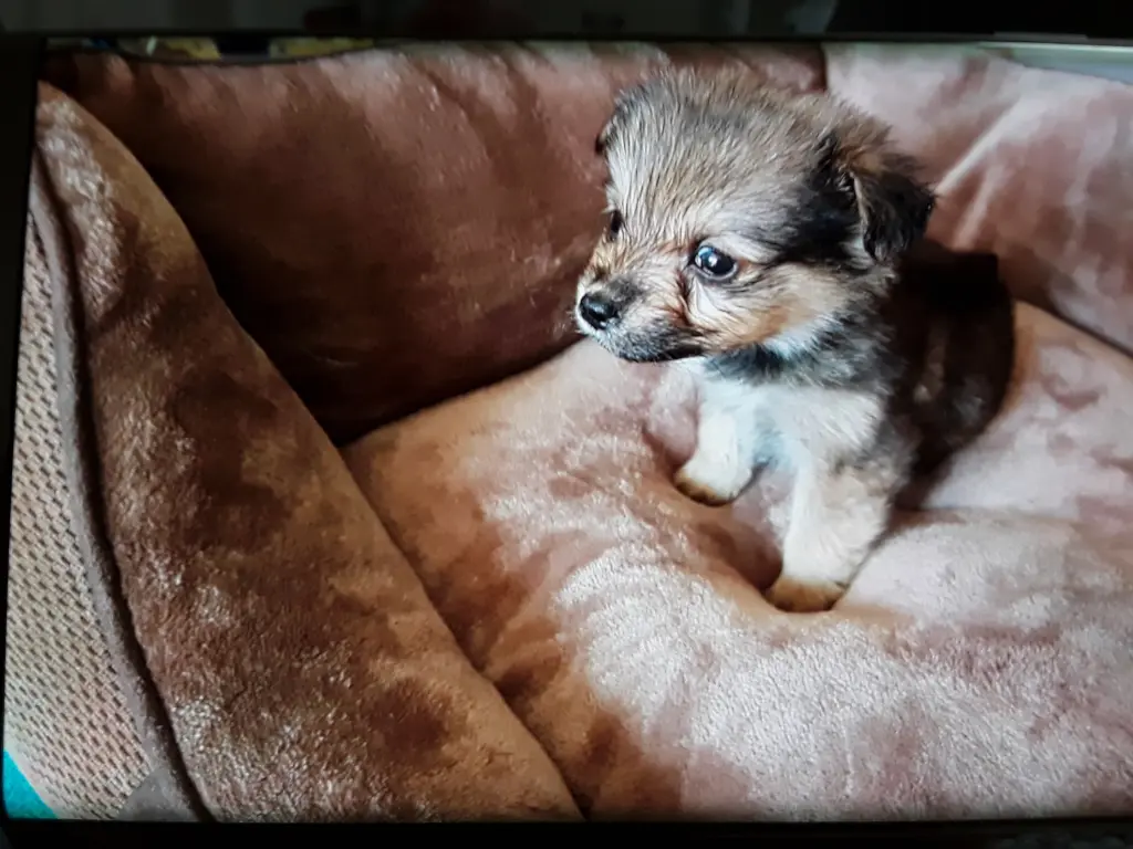 Bild von Teddy