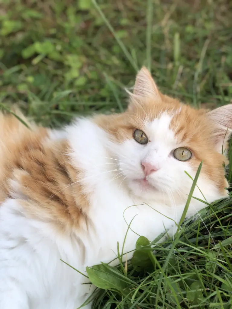 Bild von Smokey