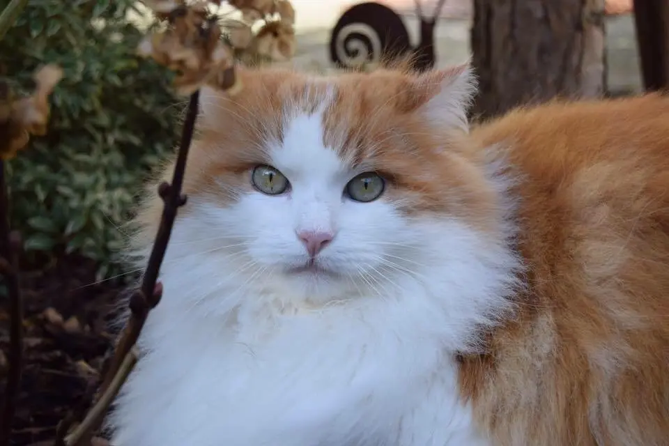 Bild von Smokey