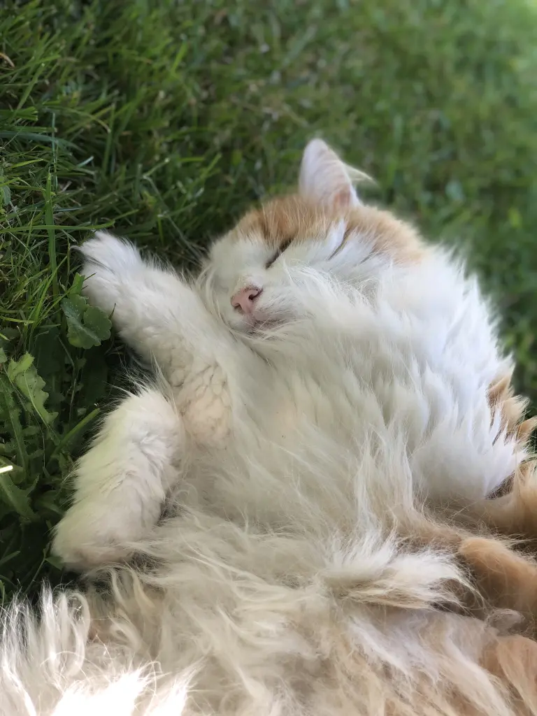 Bild von Smokey