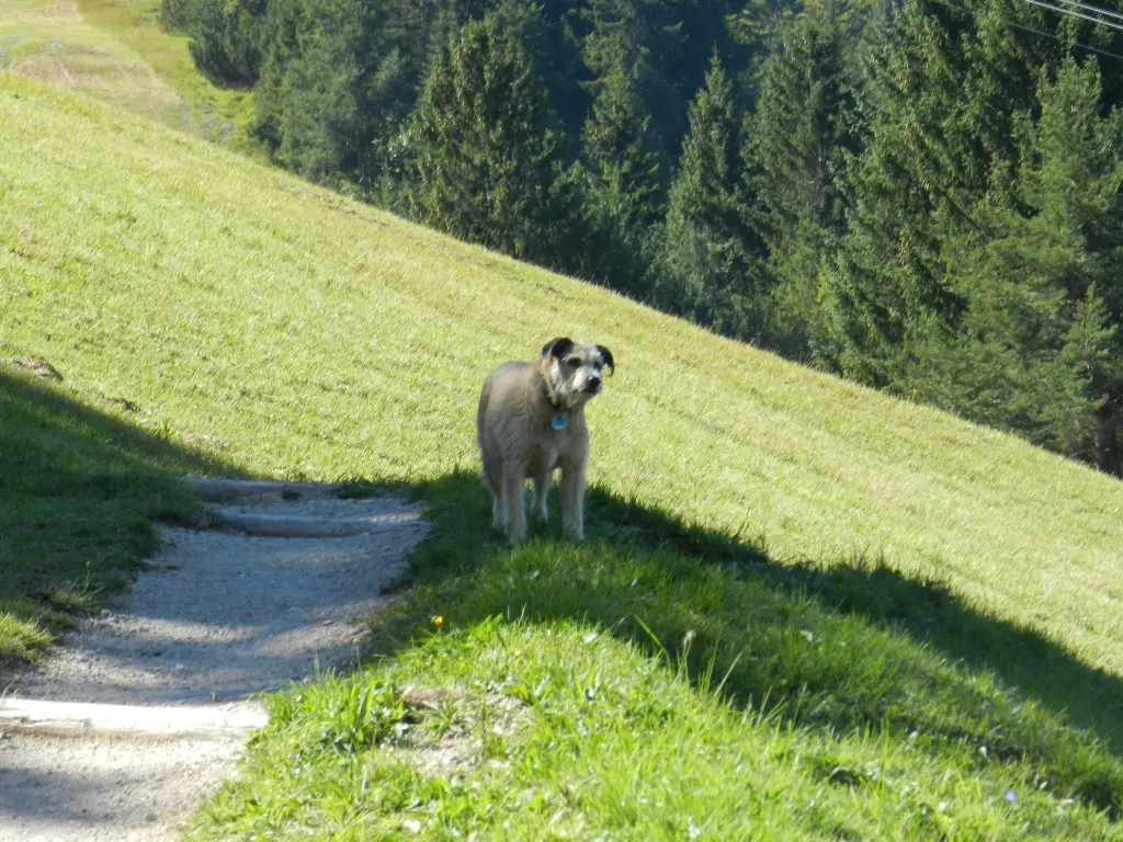 Image from Anka