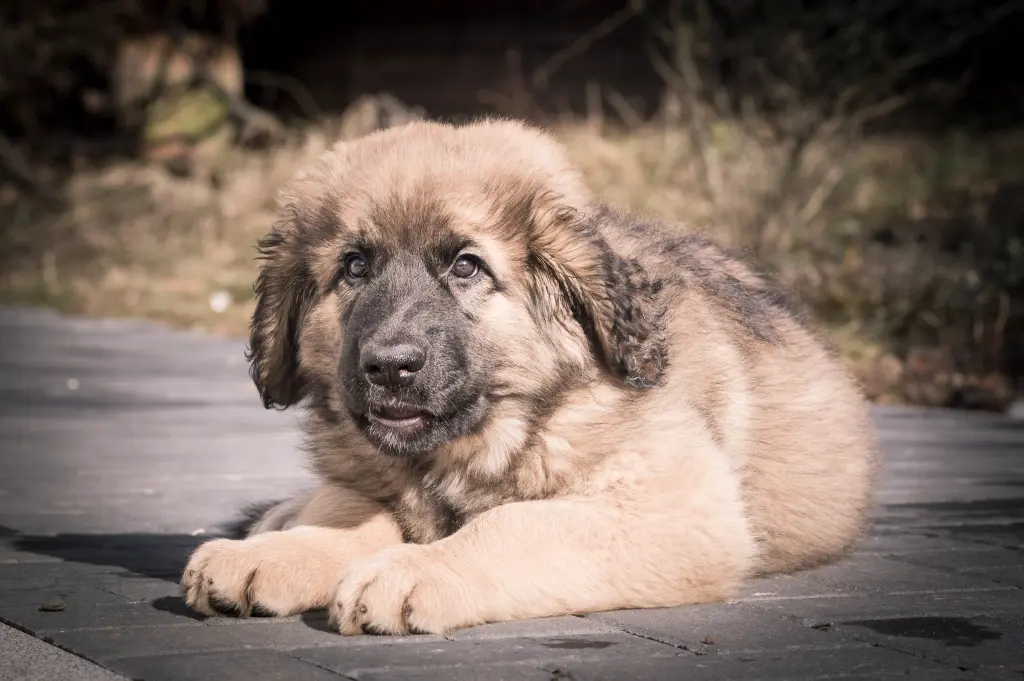 Bild von Ruby