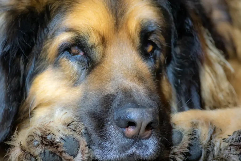 Bild von Ruby