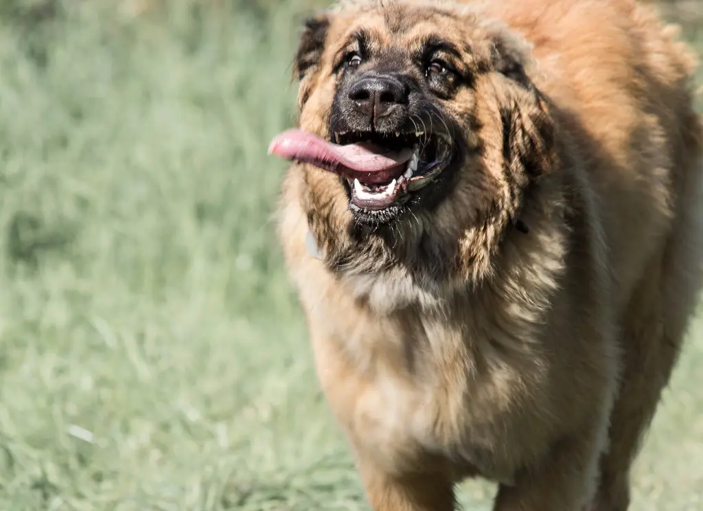 Bild von Ruby