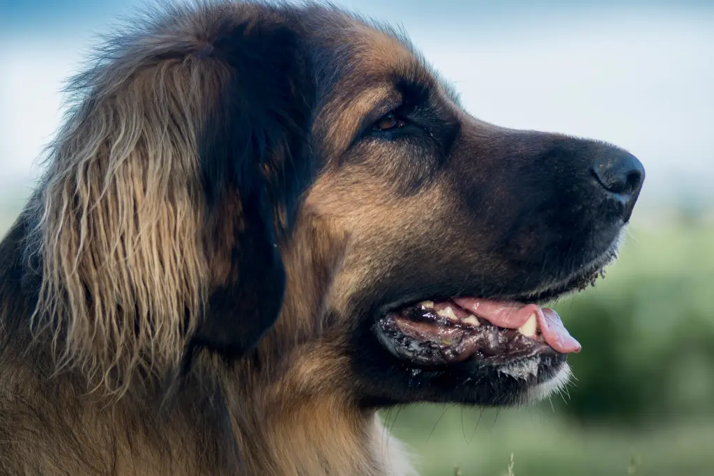 Bild von Ruby