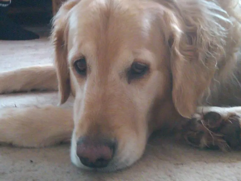 Condolence image of Paulina