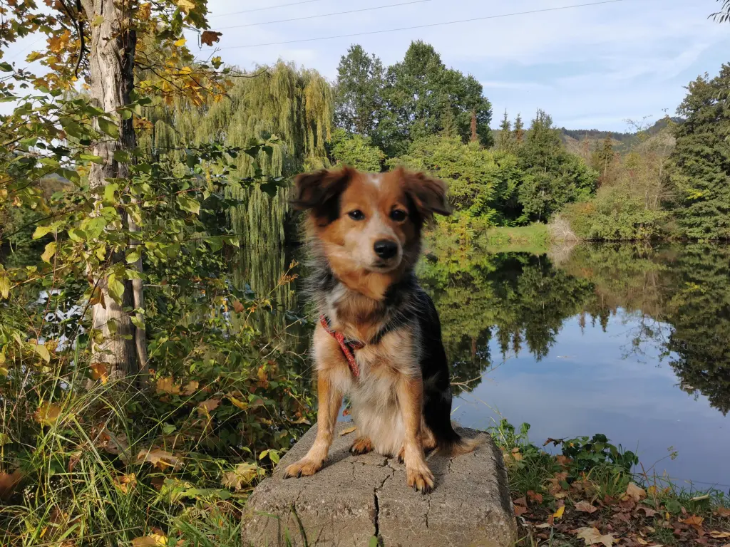 Condolence image of Ilka