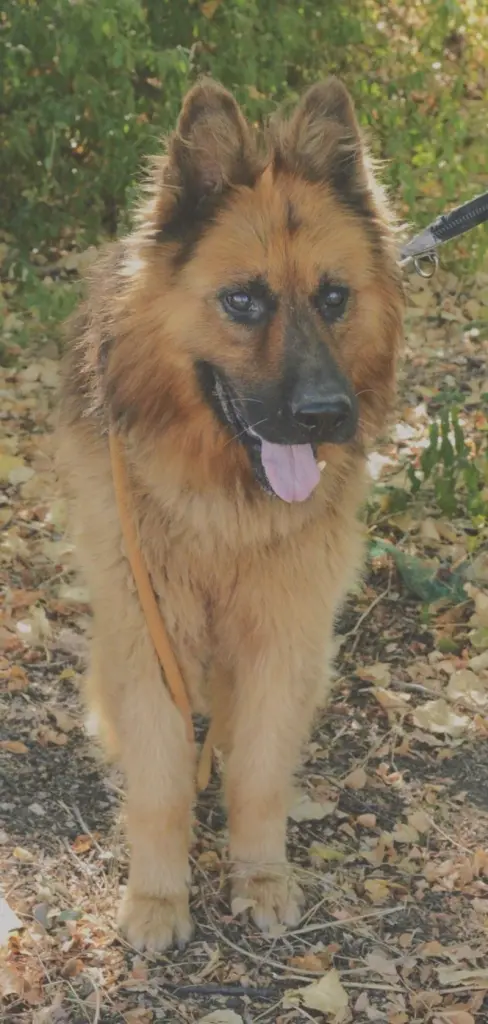 Andachtsbild von Paulina