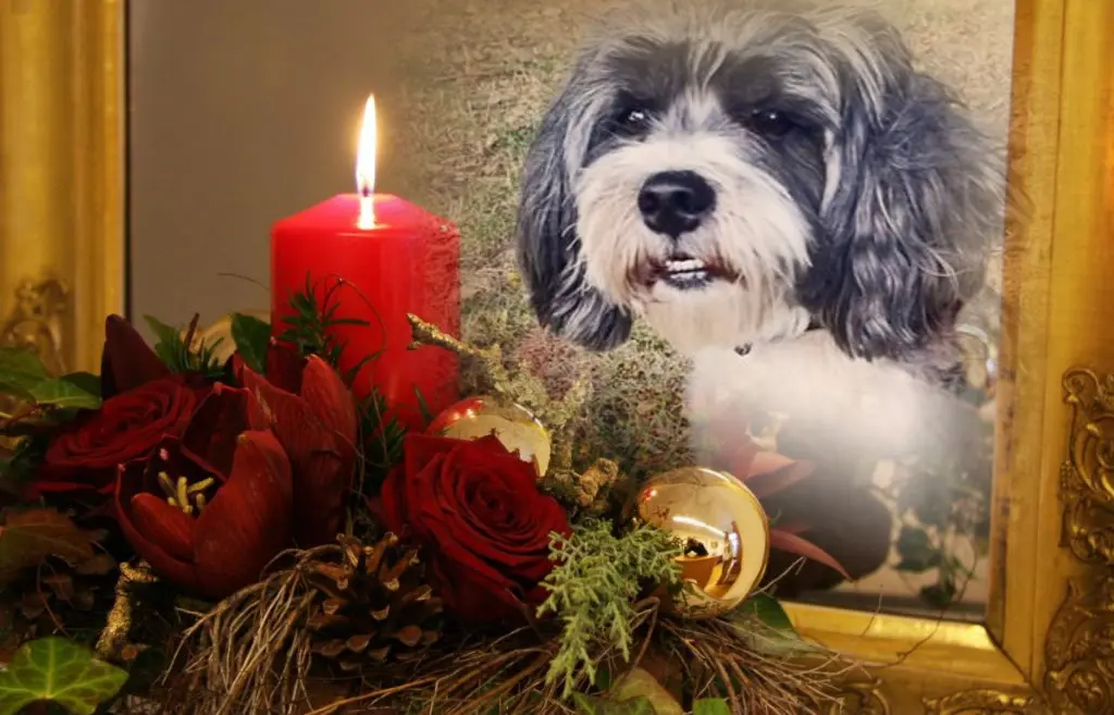 Condolence image of ❤️1. Advent❤️