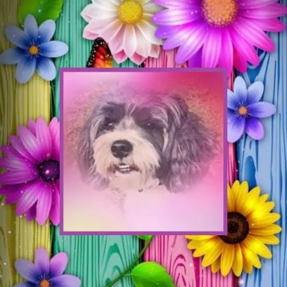 Condolence image of Fur Chesterchen❤️⭐️