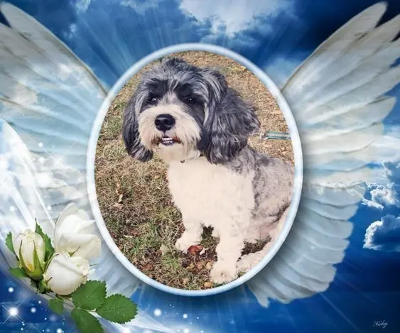 Condolence image of ❤️❤️❤️❤️❤️❤️❤️❤️❤️❤️❤️