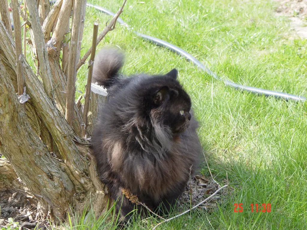 Andachtsbild von Gundula