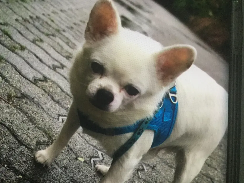 Image from Odie