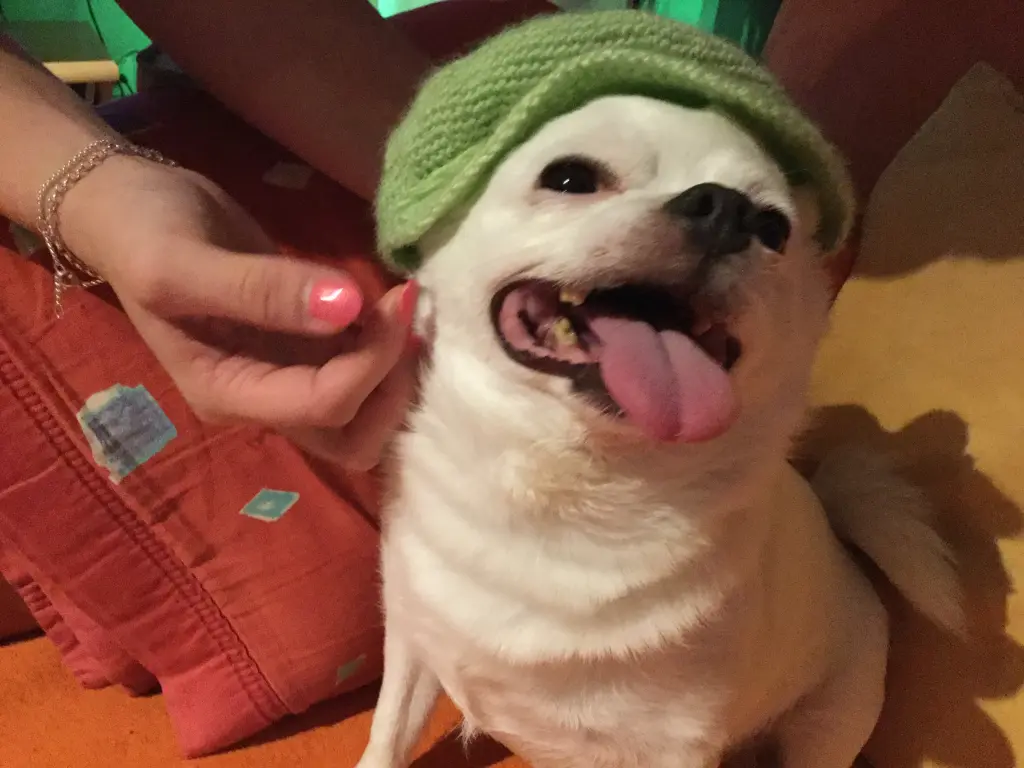 Image from Odie
