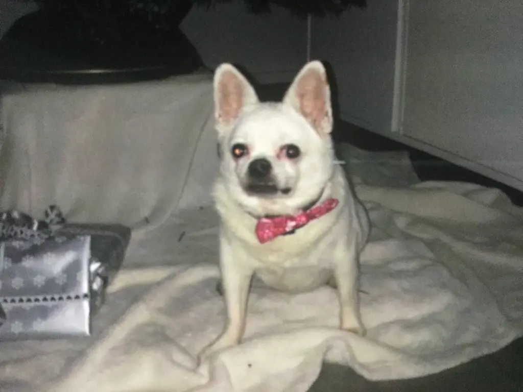 Image from Odie
