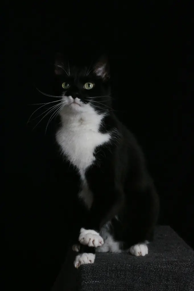 Image from Hades