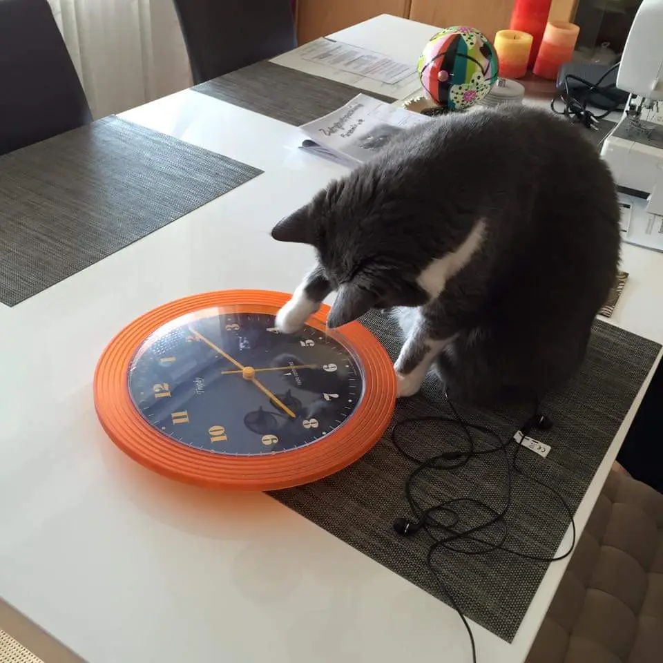 Image from Schnurri