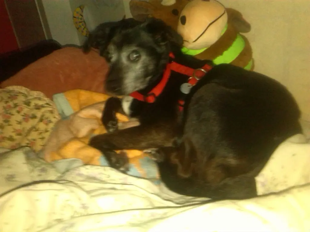 Image from Teddy