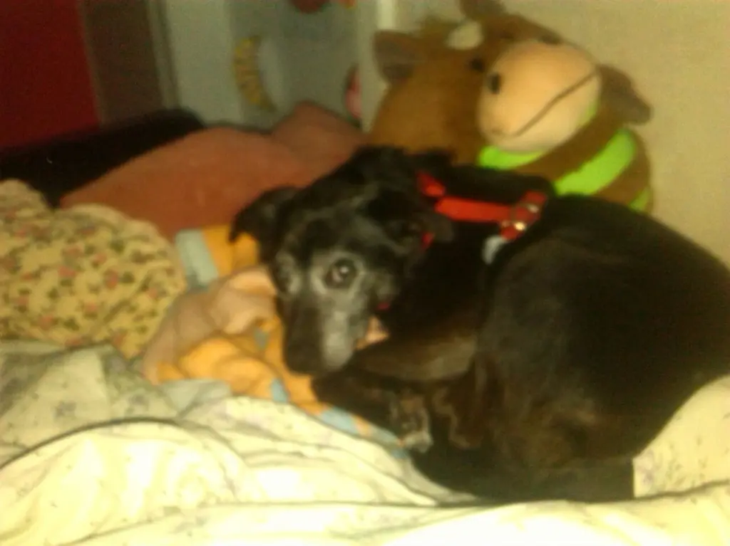 Image from Teddy