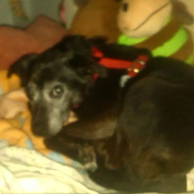 Image from Teddy
