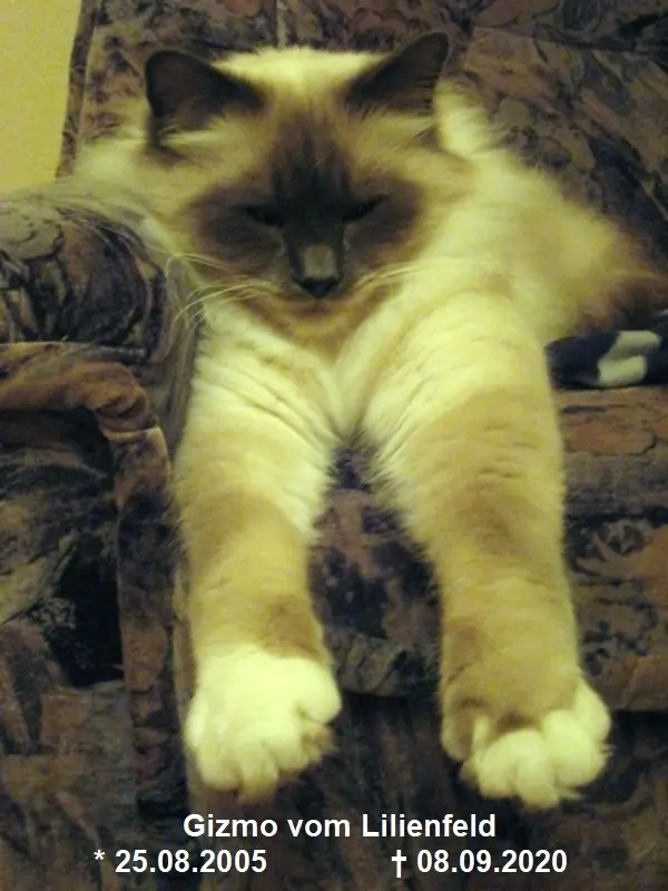 Image from Gizmo