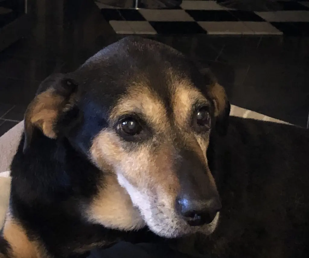 Condolence image of Stephanie mit Seelenhund Pharo