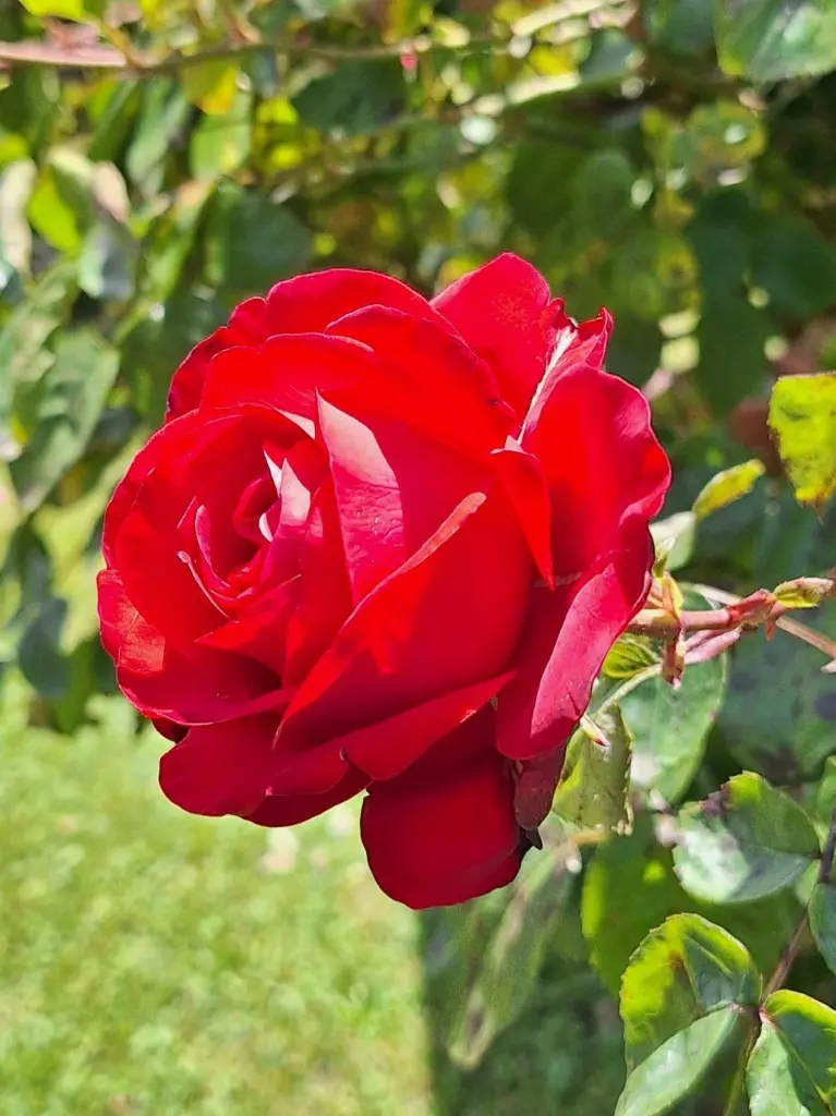Condolence image of Karin