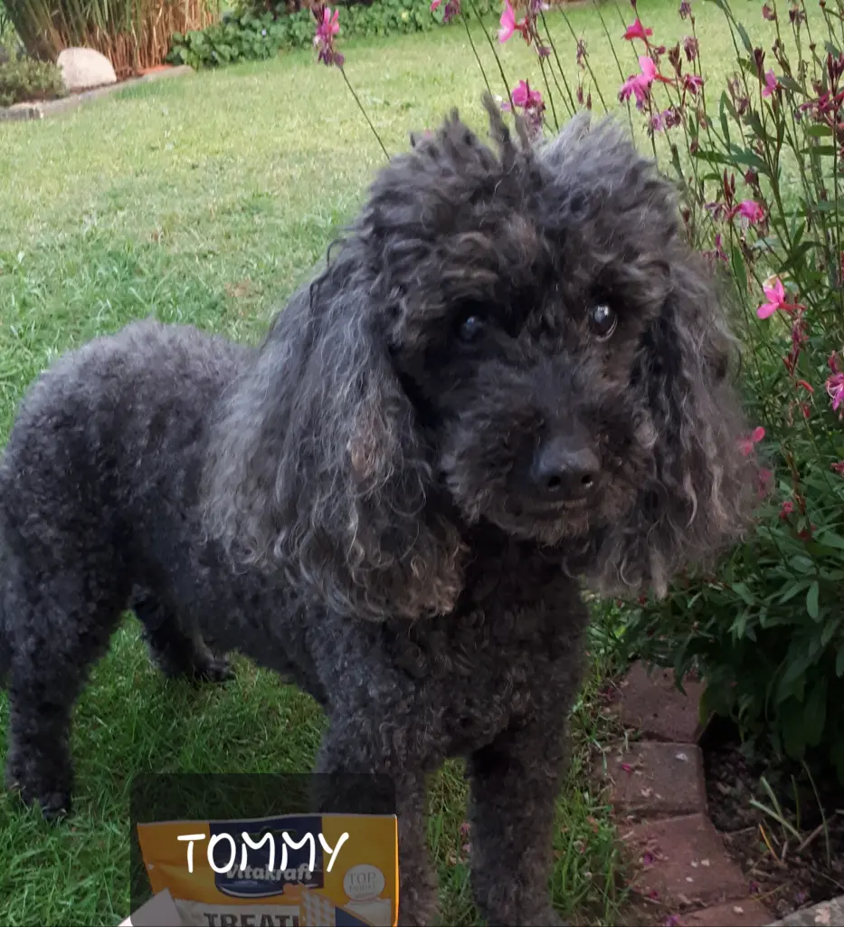 Image from Tommy