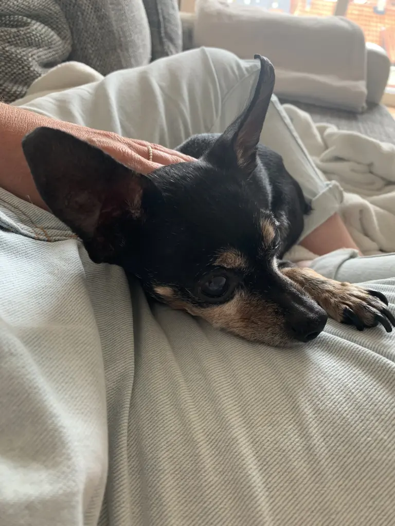 Image from Pepper