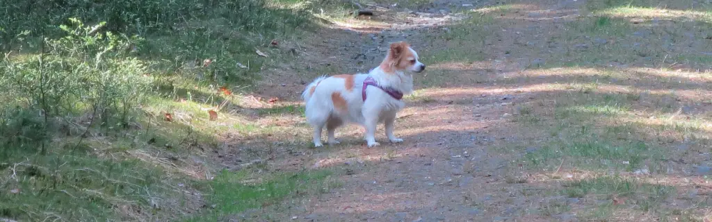 Condolence image of Norbert mit Seelenhund Sue