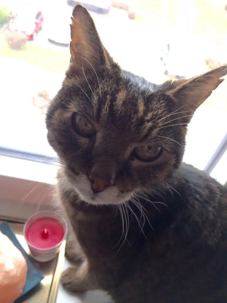 Image from Muffin