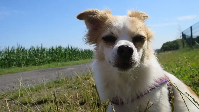 Andachtsbild von Norbert mit Seelenhund Sue