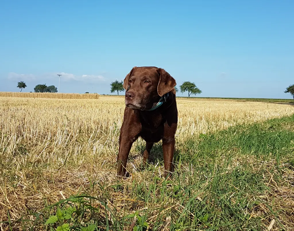 Andachtsbild von Silvana 