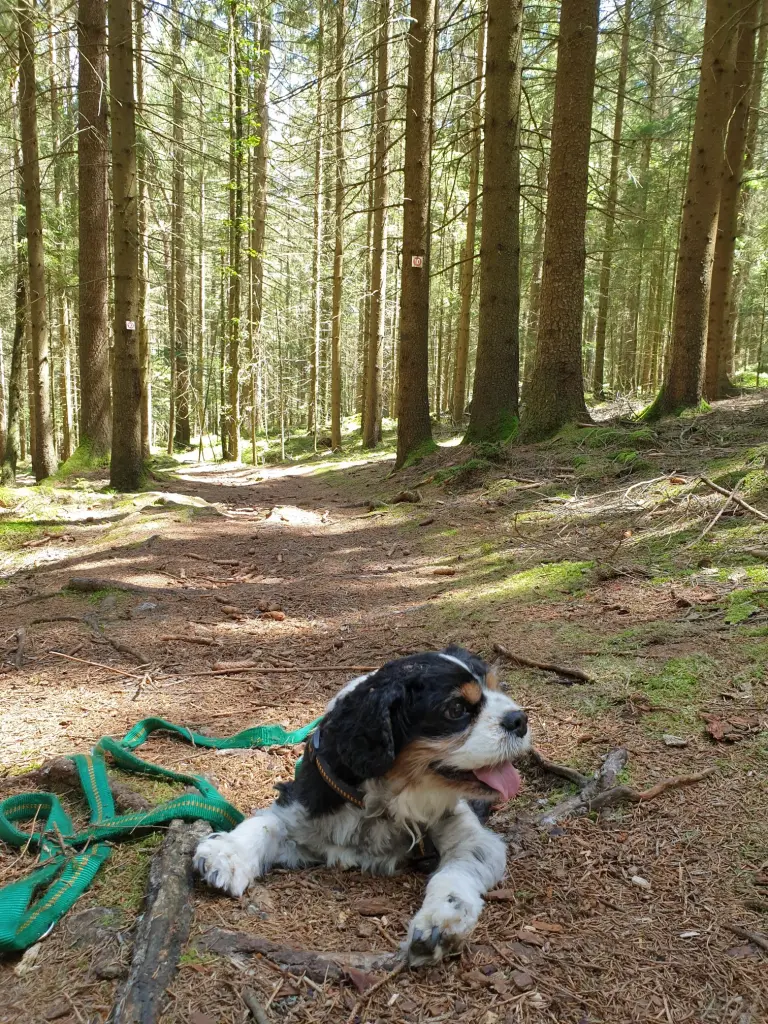 Bild von Xena