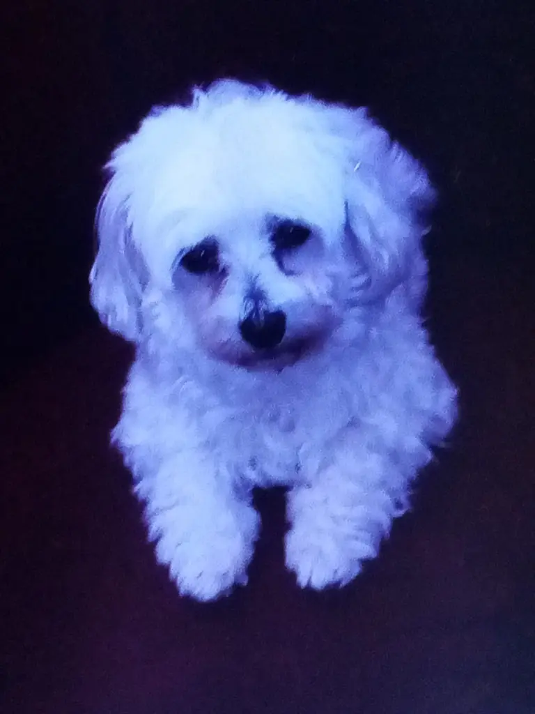 Image from Buffy