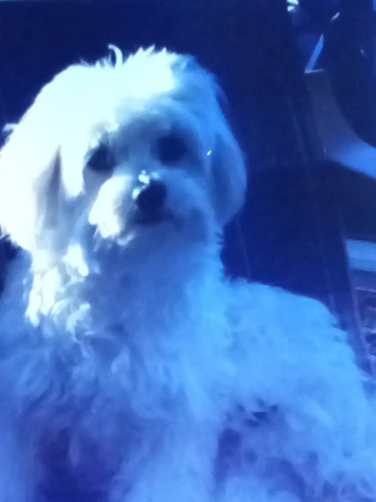 Image from Buffy