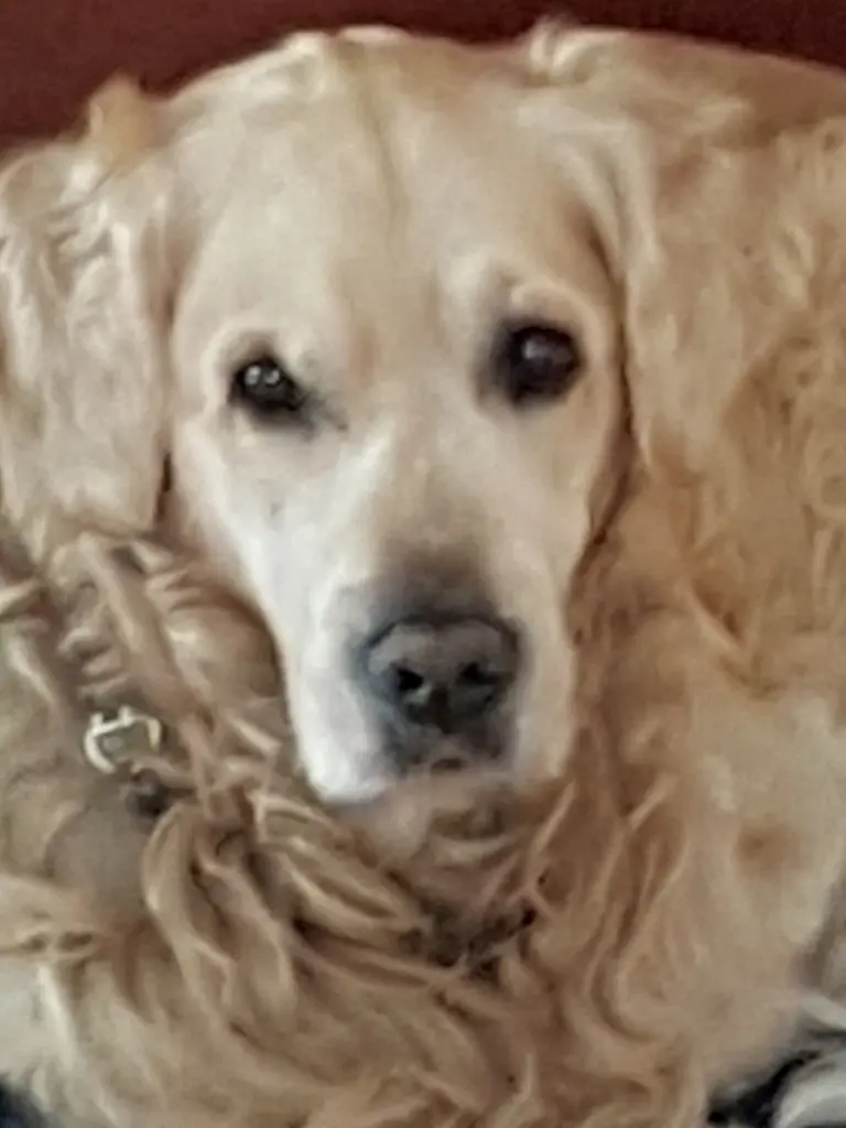 Image from Finn