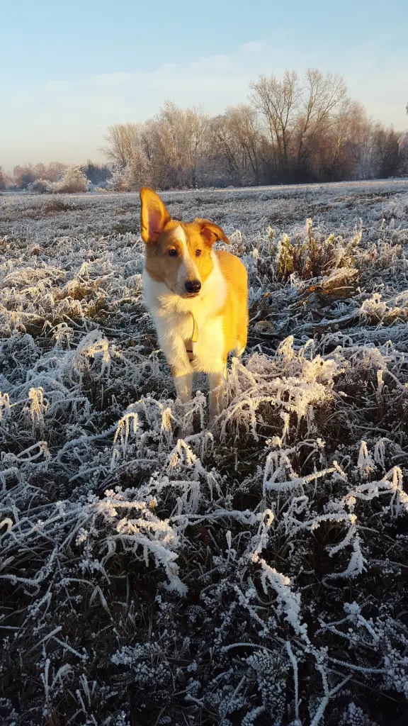 Image from Stella