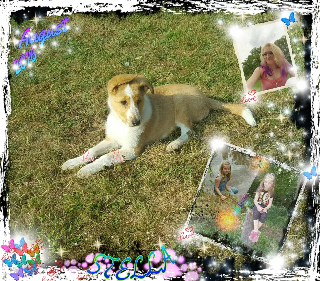 Image from Stella