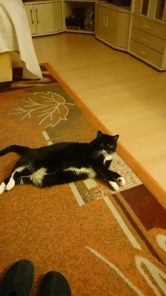 Image from Kitty