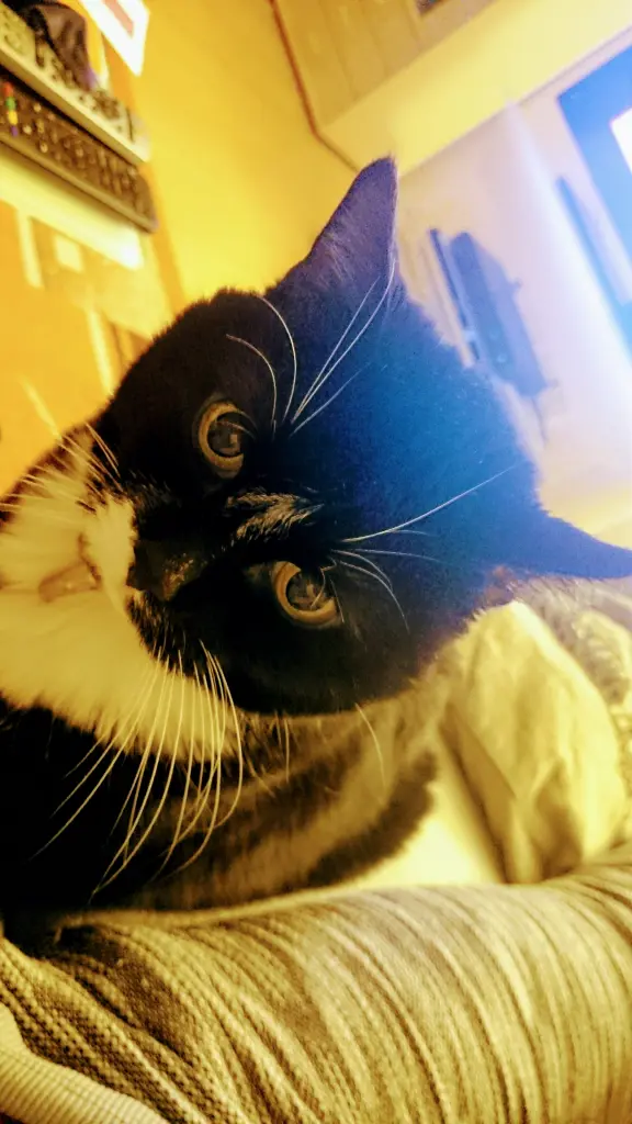 Image from Kitty
