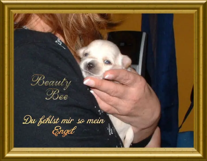 Andachtsbild von Danny