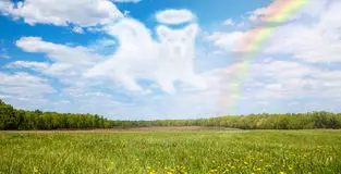 Condolence image of Sabine mit Luna & Milo tief im Herzen
