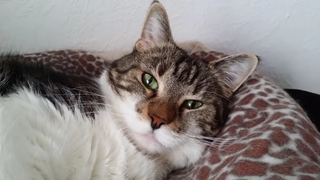 Image from Pepper