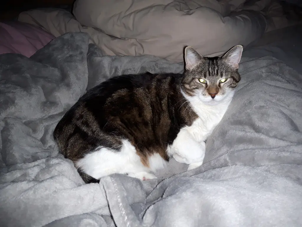 Image from Pepper
